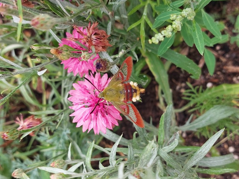 PAPILLON. SPHINX GAZE sur Centaurée fuchsia v1. ANAB LEFFRAY